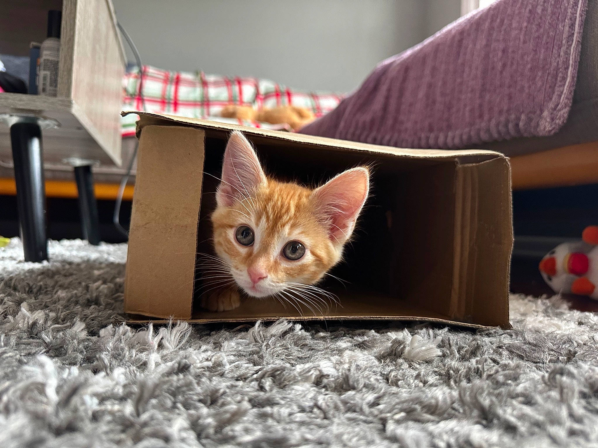 Juni is registered to the contest to win money with this photo: carnivore, cat, claw, couch, domestic_short_haired_cat, eye, fawn, felidae, fur, linens, paper_product, paw, room, small_to_medium_sized_cats, snout, tail, toy, whiskers, wildlife, wood