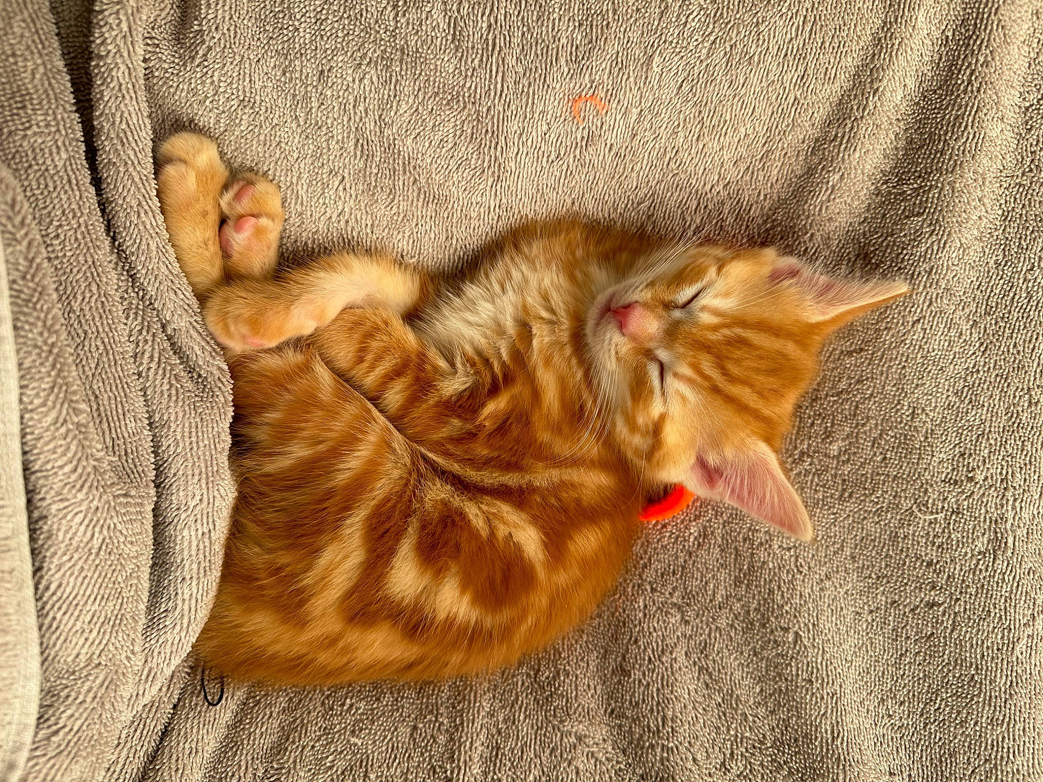 Juni is registered to the contest to win money with this photo: carnivore, cat, claw, comfort, domestic_short_haired_cat, fawn, felidae, foot, fur, nap, paw, small_to_medium_sized_cats, snout, tail, terrestrial_animal, whiskers, wood