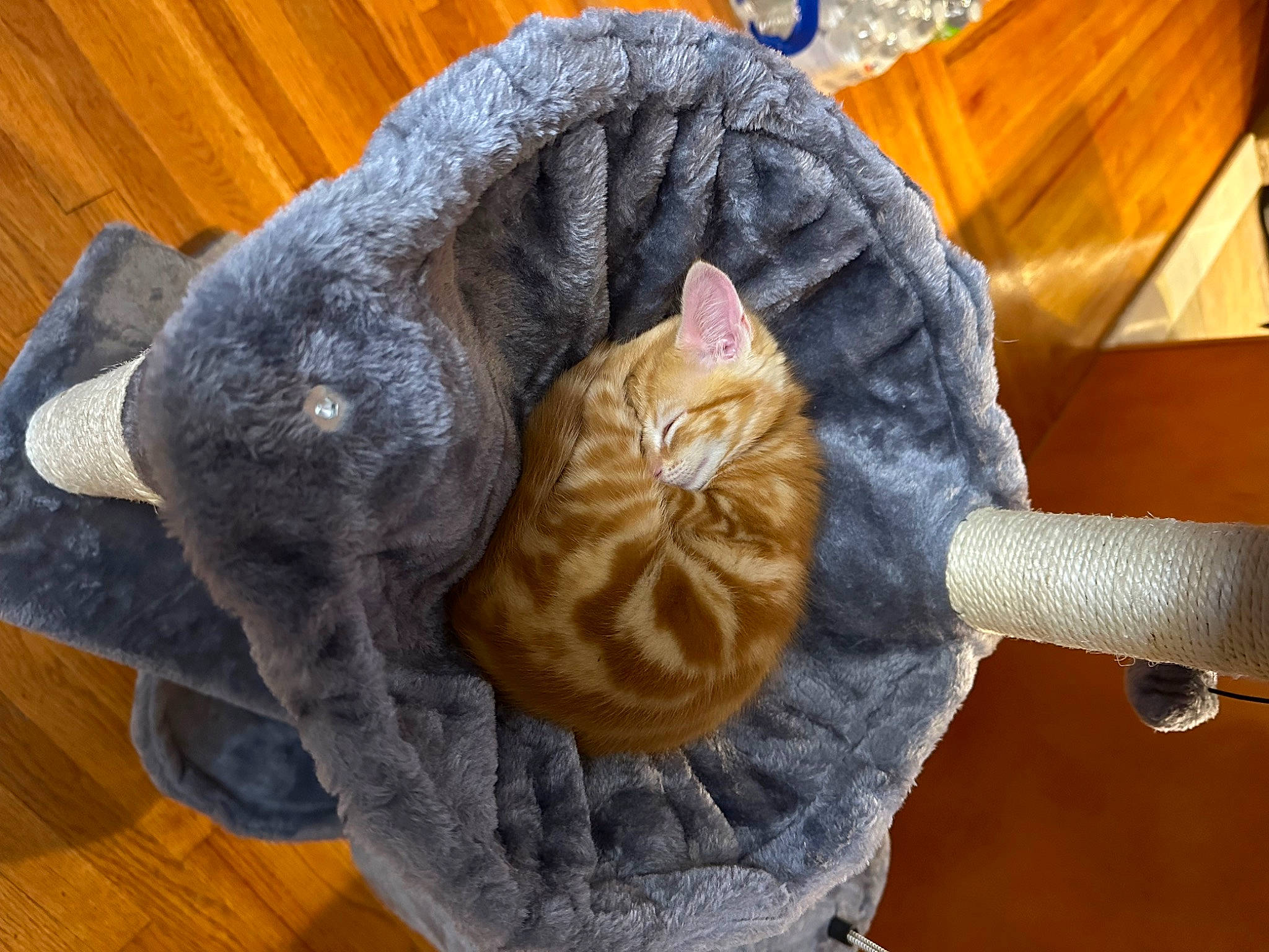 Juni is registered to the contest to win money with this photo: art, carnivore, cat, comfort, craft, creative_arts, felidae, fur, hardwood, hat, headgear, knitting, plant, small_to_medium_sized_cats, thread, tree, whiskers, wood, wool, woolen