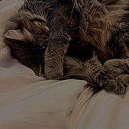 Lol a rejoint le concours — aidez-le/la à gagner de superbes lots ! animal, bed, blanket, cat, cozy, curled_up, cute, feline, fluffy, fur, indoor, napping, paw, pet, relaxed, resting, sleeping, soft, tabby, whiskers