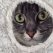 Lol participe au concours pour gagner de l'argent avec cette photo : cat, feline, green_eyes, curious, peeking, fuzzy_texture, hole, closeup, face, whiskers, nose, tabby, pet, animal, indoor, soft, cozy, fur, circular, mystery