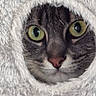 Lol participe au concours pour gagner de l'argent avec cette photo : animal, cat, circular, closeup, cozy, curious, face, feline, fur, fuzzy_texture, green_eyes, hole, indoor, mystery, nose, peeking, pet, soft, tabby, whiskers