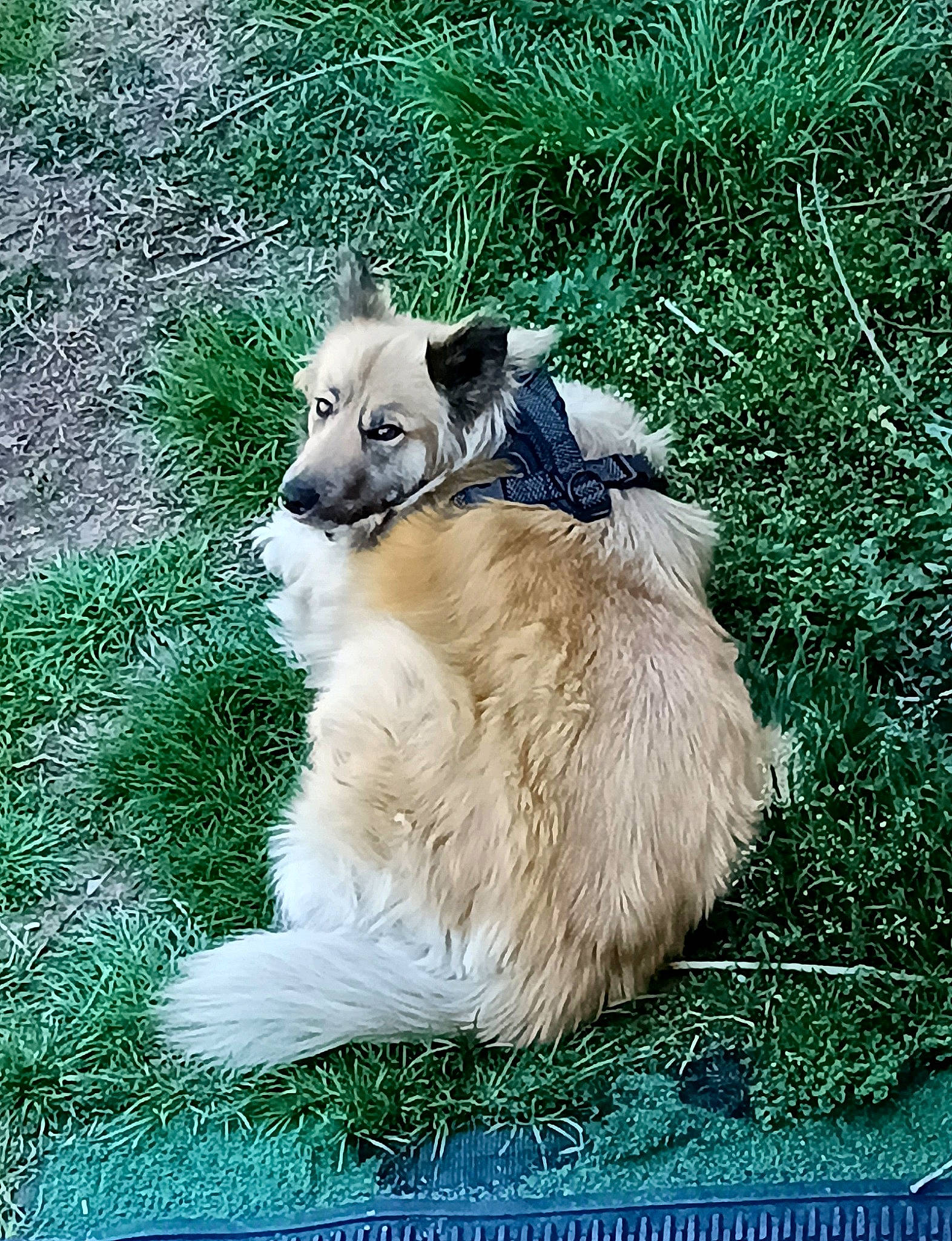 Chloe joined the competition — help win amazing prizes! canidae, carnivore, companion_dog, dog, dog_breed, fawn, fur, goats, grass, grassland, livestock, pasture, plant, snout, sporting_group, tail, terrestrial_animal, working_animal