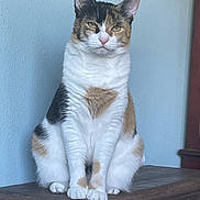 Callie is registered to the contest to win money with this photo: calico, cat, closeup, cute, domestic_animal, ears, eyes, feline, fur, furniture, indoor, ledge, paws, pet, portrait, sitting, stare, wall, whiskers, wooden_surface