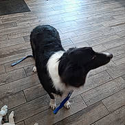 Buddy is registered to the contest to win money with this photo: dog, black_and_white, leash, wooden_floor, indoor, motion_blur, door, mat, pet, animal, floor_tile, collar, white_paw, resting_dog, partial_view, home, household, furniture_leg, natural_light, canine