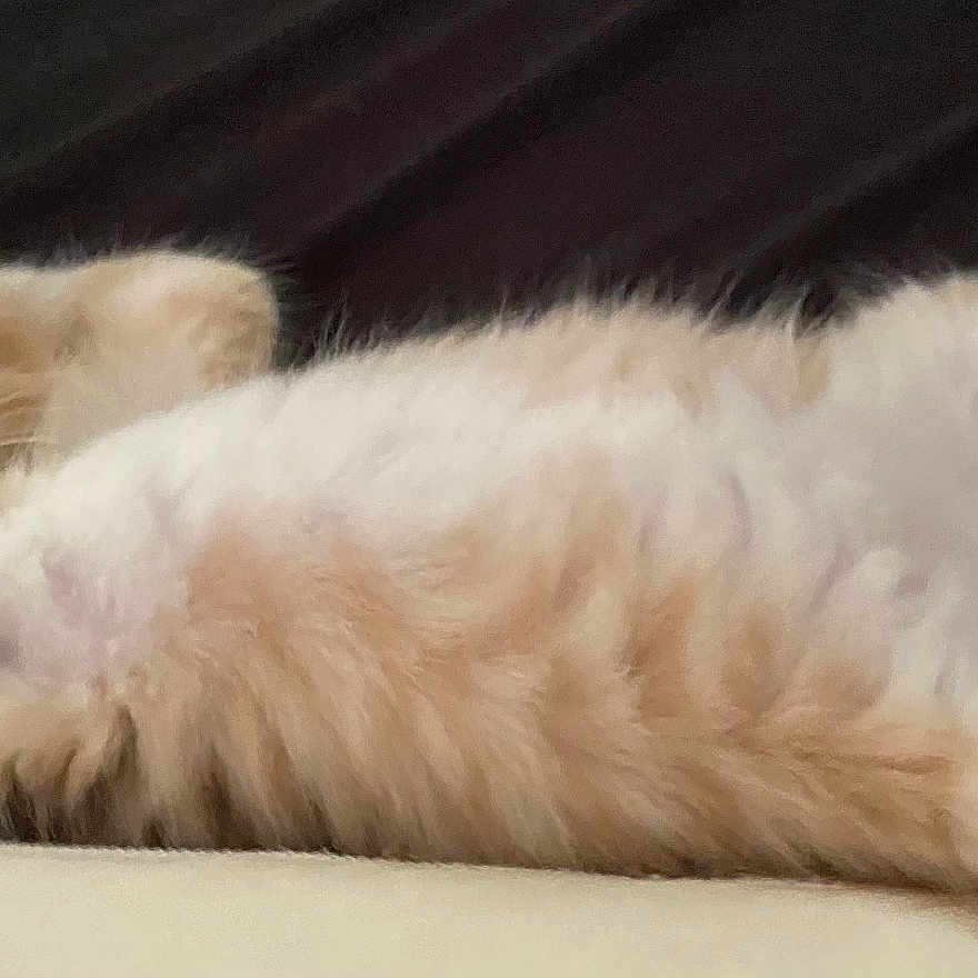 Aslo participe au concours pour gagner de l'argent avec cette photo : animal, cat, cute, domestic_cat, ears, feline, fluffy, indoor, kitten, lying_down, mammal, orange_cat, paw, pet, relaxed, soft_fur, whiskers, white_fur, wide_eyes, young_cat