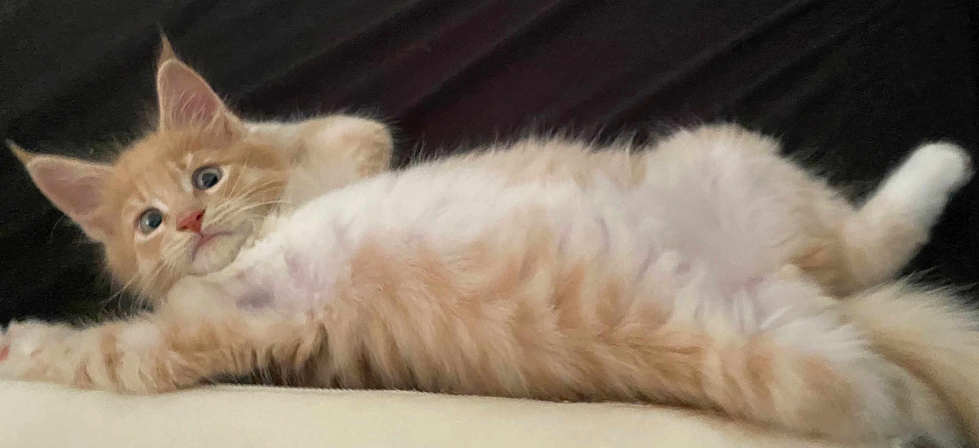 Aslo participe au concours pour gagner de l'argent avec cette photo : kitten, cat, orange_cat, white_fur, fluffy, pet, animal, cute, lying_down, relaxed, wide_eyes, indoor, soft_fur, young_cat, mammal, whiskers, ears, paw, feline, domestic_cat