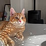 Arès a rejoint le concours — aidez-le/la à gagner de superbes lots ! animal, cat, closeup, cute, domestic_cat, feline, fur, home_interior, indoor, mirror, orange_tabby, pet, relaxed, resting, shadow_pattern, soft_light, stove, sunlight, table, whiskers