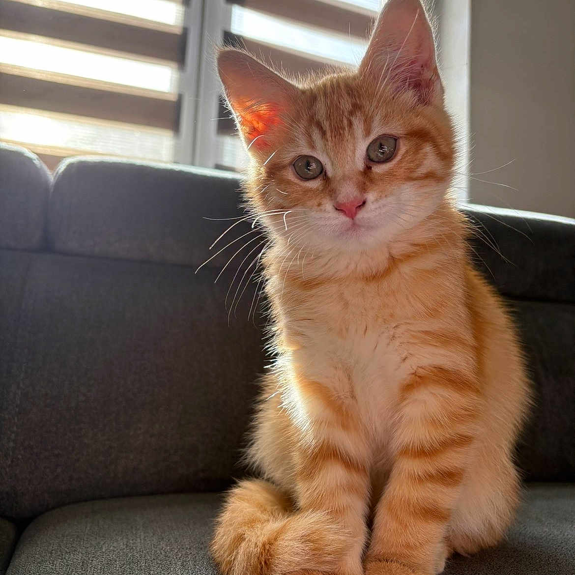 Arès participe au concours pour gagner de l'argent avec cette photo : animal, cat, couch, cute, domestic, ears, eyes, feline, fur, home, indoor, kitten, orange_tabby, pet, sitting, soft_light, sunlight, tail, whiskers, window