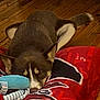 dog, lying_down, resting, wooden_floor, blanket, red_blanket, indoors, pet, canine, fur, snug, relaxed, ears, tail, face, sleepy, cozy, home, comfort, animal