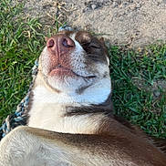 Yukon is registered to the contest to win money with this photo: dog, outdoor, grass, dirt, pet, canine, fur, nose, paw, resting, animal, playful, closeup, sleeping, relaxing, nature, tongue_hidden, rope_toy, brown_fur, white_fur