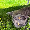 amber_eyes, animal, cat, closeup, curious, daylight, feline, grass, gray_cat, greenery, laying_down, nature, outdoor, peaceful, pet, relaxing, soft_fur, summer, sunlight, whiskers