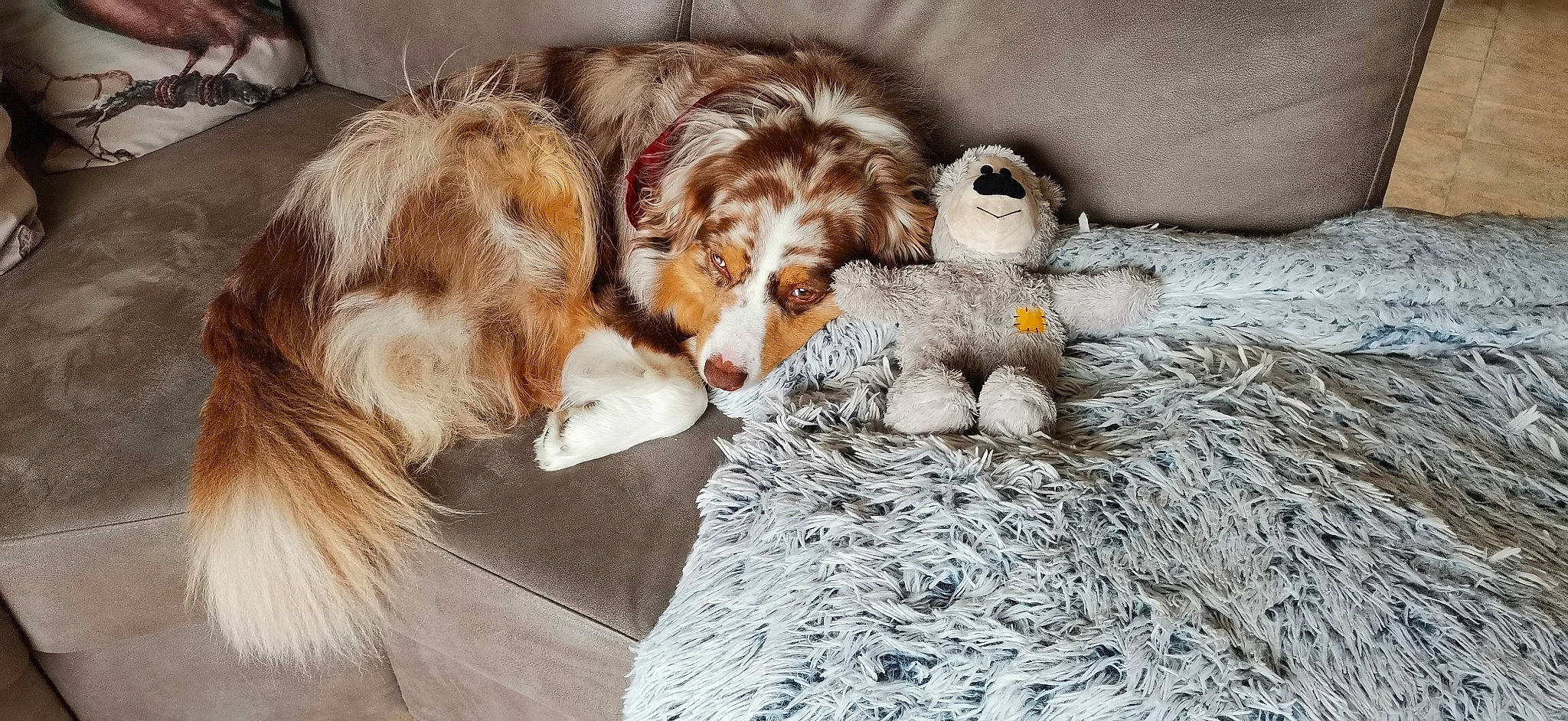 Django participe au concours pour gagner de l'argent avec cette photo : canidae, carnivore, chair, cocker_spaniel, companion_dog, dog, dog_breed, fawn, fur, liver, paw, puppy_love, snout, spaniel, sporting_group, toy, toy_dog, wood