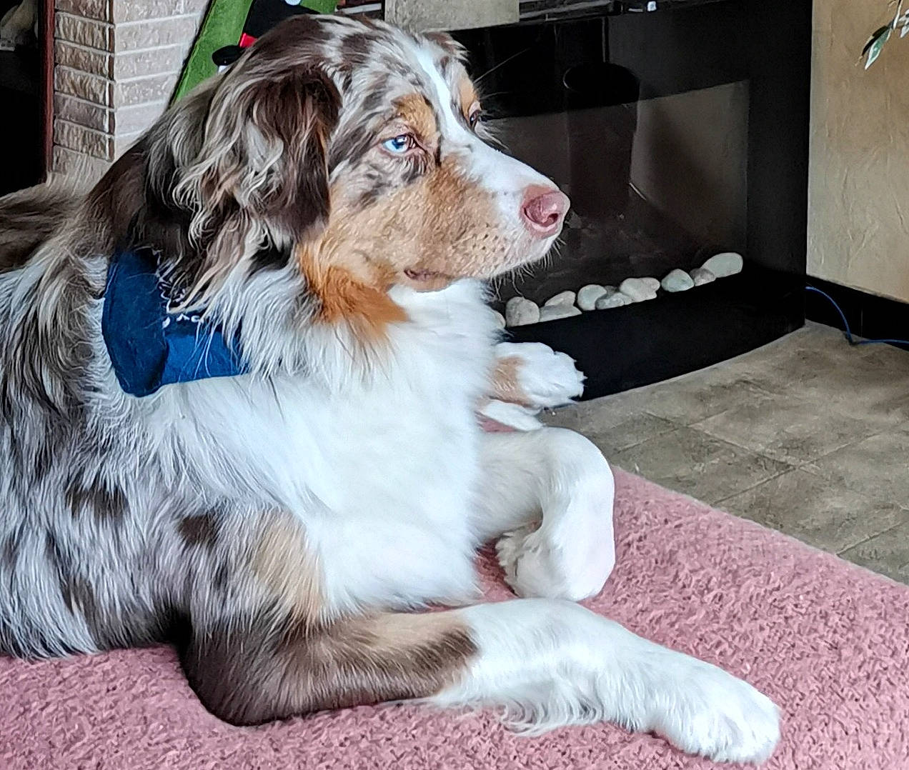Django a rejoint le concours — aidez-le/la à gagner de superbes lots ! canidae, carnivore, chair, collar, companion_dog, dog, dog_breed, dog_collar, door, english_setter, flooring, fur, hat, herding_dog, snout, spaniel, sporting_group, whiskers, working_animal, working_dog