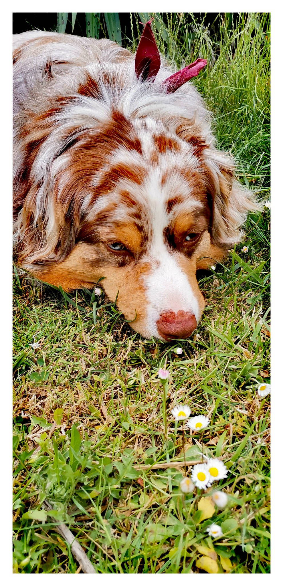 Django a rejoint le concours — aidez-le/la à gagner de superbes lots ! canidae, carnivore, companion_dog, dog, dog_breed, flower, fur, grass, groundcover, gun_dog, hunting_dog, irish_red_and_white_setter, liver, people_in_nature, plant, snout, sporting_group, terrestrial_animal