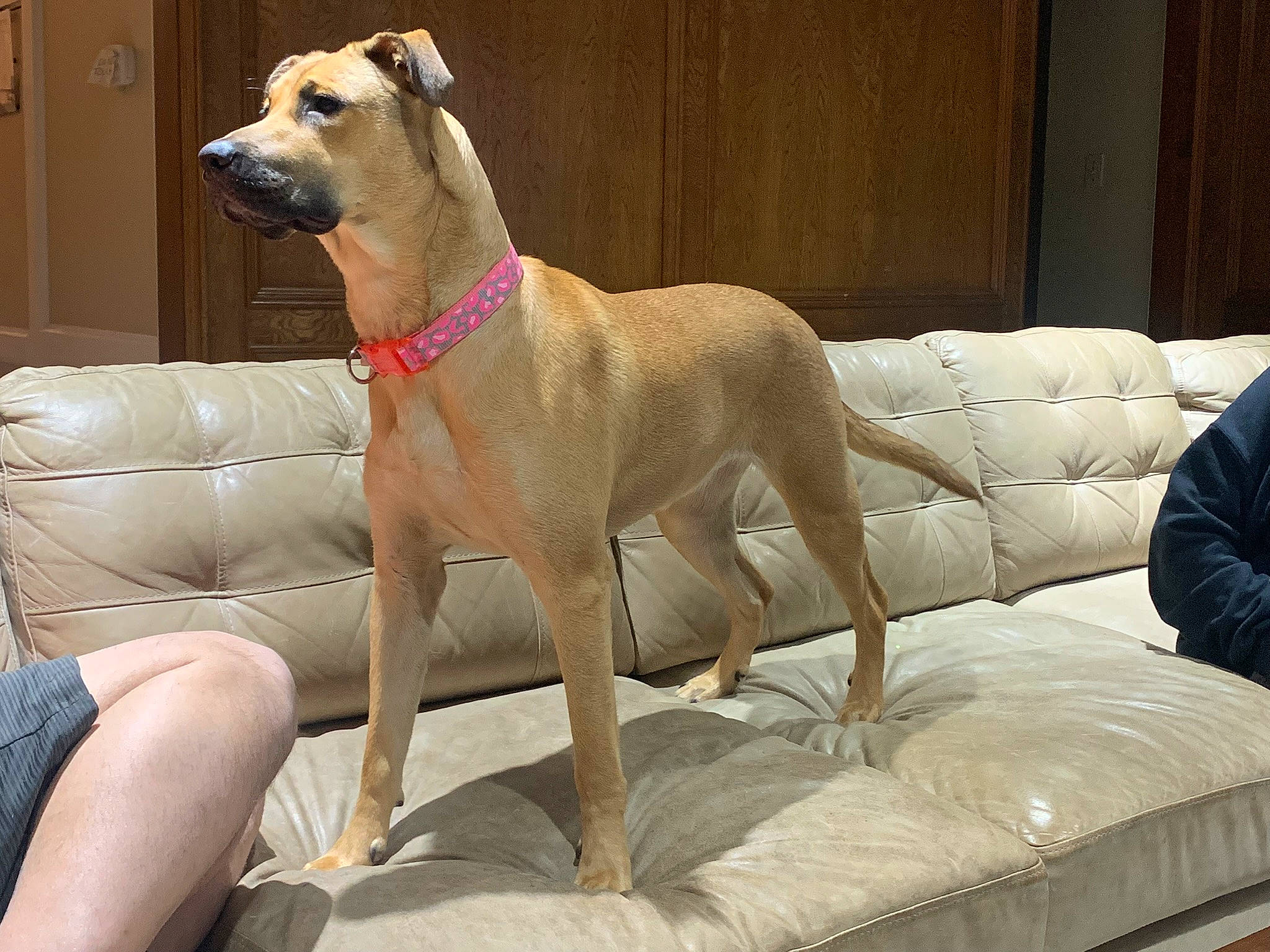 Lakota is registered to the contest to win money with this photo: ancient_dog_breeds, canidae, carnivore, collar, comfort, companion_dog, couch, dog, dog_breed, dog_collar, dog_supply, fawn, pet_supply, sporting_group, working_animal, working_dog