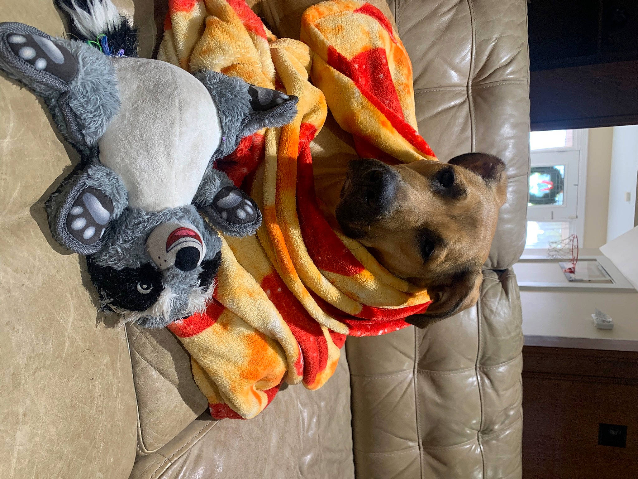 Lakota is registered to the contest to win money with this photo: cabinetry, canidae, carmine, carnivore, collar, companion_dog, countertop, cupboard, dog, dog_breed, dog_supply, drawer, fawn, fur, plush, snout, sporting_group, stuffed_toy, toy, working_animal