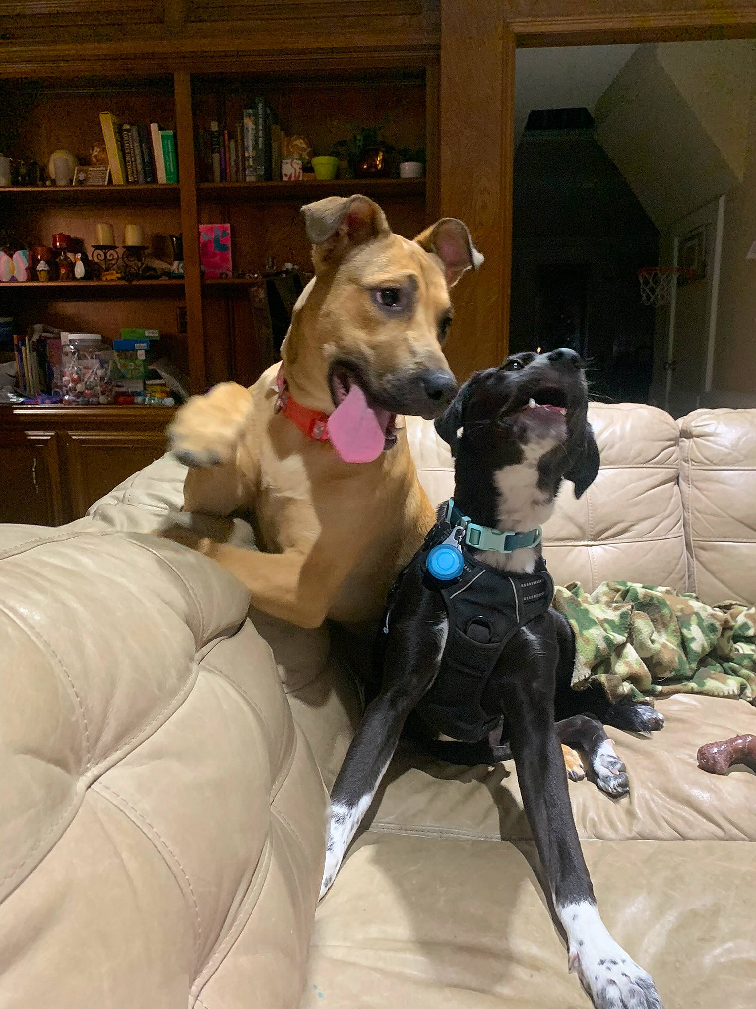 Lakota is registered to the contest to win money with this photo: bookcase, canidae, carnivore, collar, comfort, companion_dog, couch, dog, dog_breed, dog_collar, dog_supply, fawn, leash, pet_supply, shelf, shelving, sighthound, snout, sporting_group, working_animal