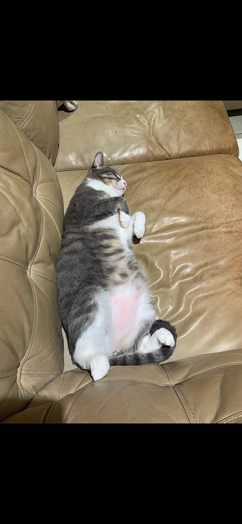 Cooper is registered to the contest to win money with this photo: carnivore, cat, claw, comfort, couch, domestic_short_haired_cat, felidae, foot, fur, grey, hardwood, linens, paw, small_to_medium_sized_cats, tail, terrestrial_animal, whiskers, wood