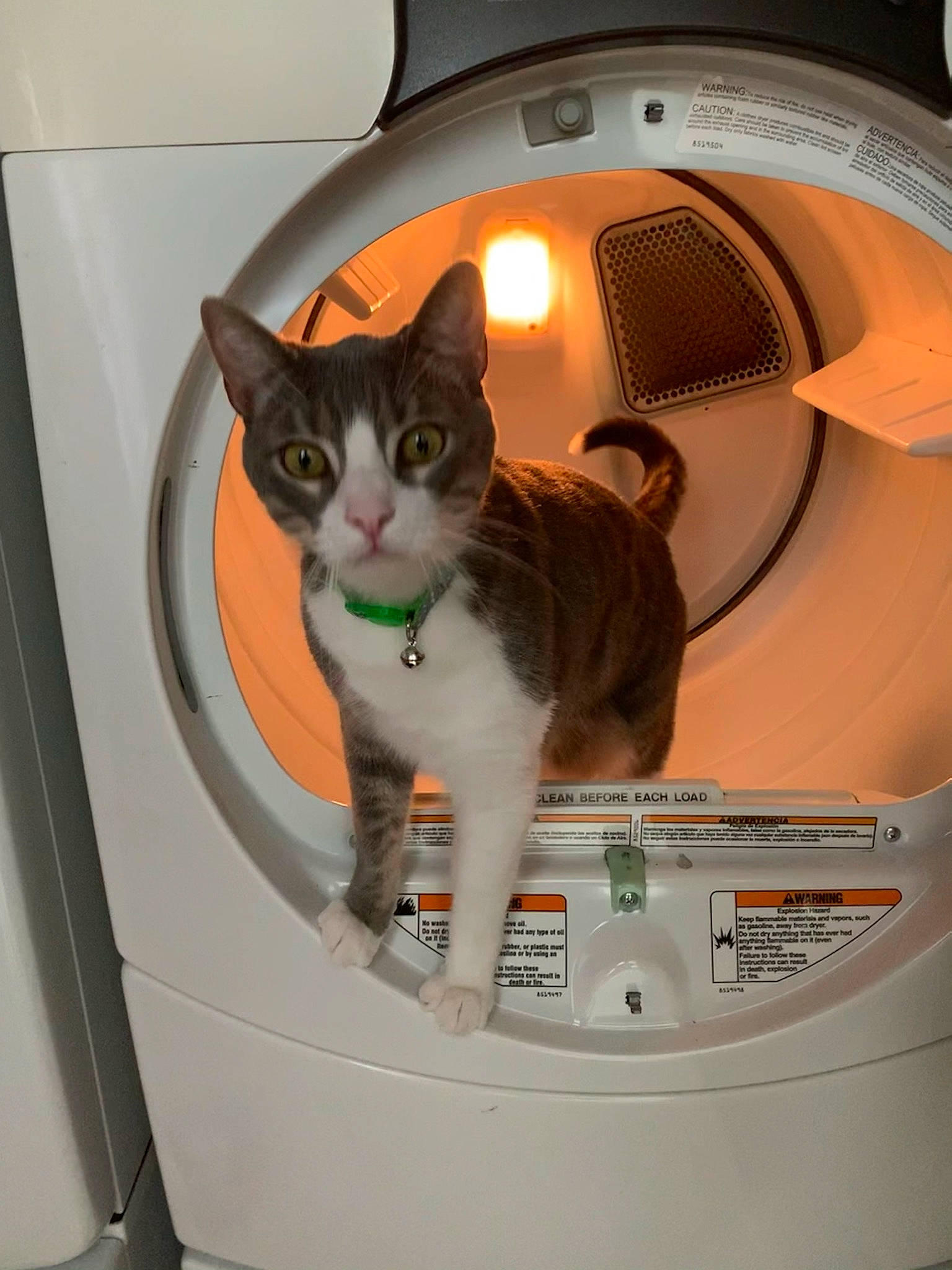 Cooper joined the competition — help win amazing prizes! automotive_lighting, box, carnivore, cat, cat_supply, ceiling, circle, clothes_dryer, comfort, domestic_short_haired_cat, electronic_device, felidae, fender, home_appliance, major_appliance, pet_supply, room, small_to_medium_sized_cats, washing_machine, whiskers