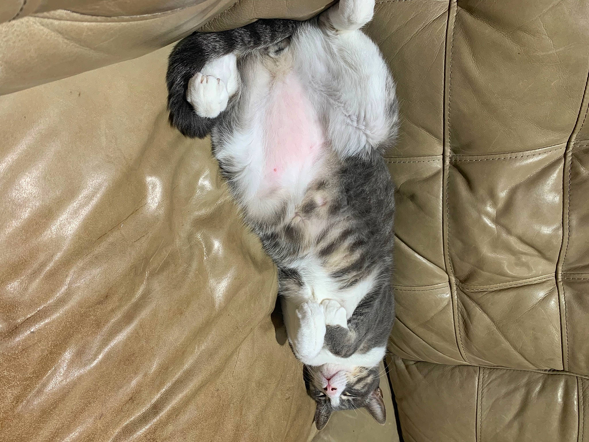 Cooper is registered to the contest to win money with this photo: brown, canidae, carnivore, cat, comfort, companion_dog, dog_breed, fawn, felidae, fur, grey, natural_material, non_sporting_group, pattern, paw, small_to_medium_sized_cats, sporting_group, tail, terrestrial_animal, whiskers