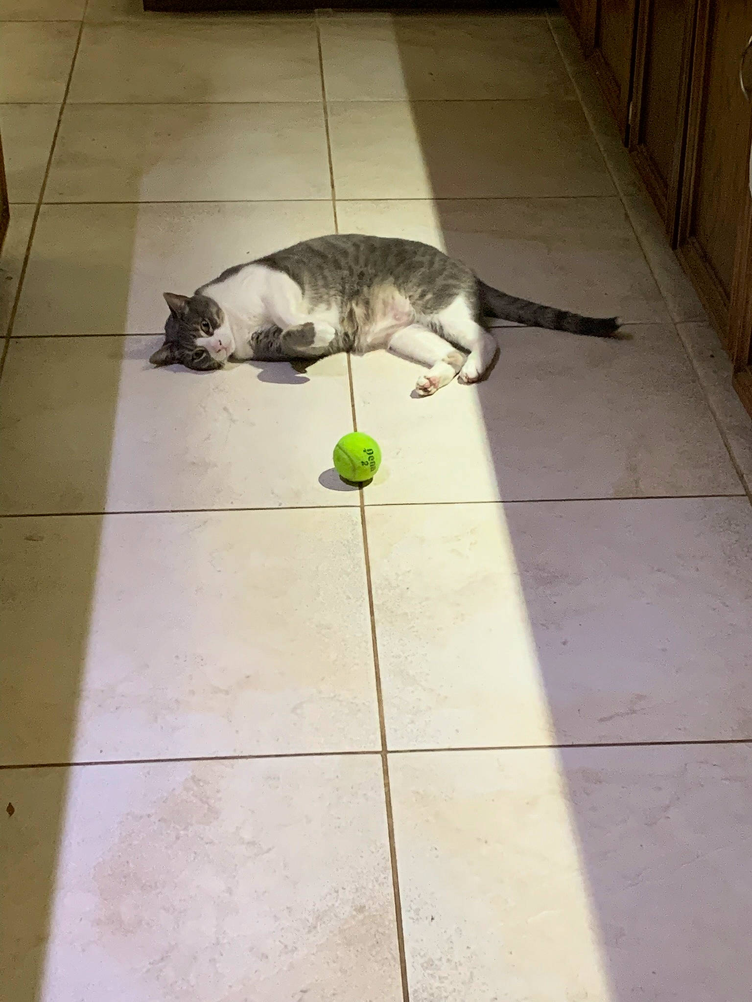 Cooper joined the competition — help win amazing prizes! carnivore, cat, companion_dog, dog_breed, fawn, felidae, floor, flooring, fur, grass, hardwood, line, road_surface, sidewalk, small_to_medium_sized_cats, snout, tail, tile_flooring, whiskers, wood