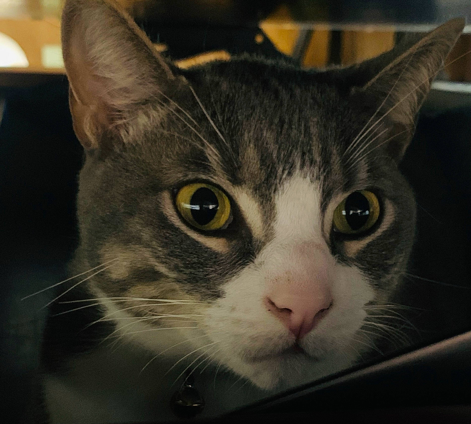 Cooper is registered to the contest to win money with this photo: box, carnivore, cat, comfort, curious, domestic_short_haired_cat, ear, eye, felidae, fur, head, iris, paw, pet_supply, small_to_medium_sized_cats, snout, whiskers, window