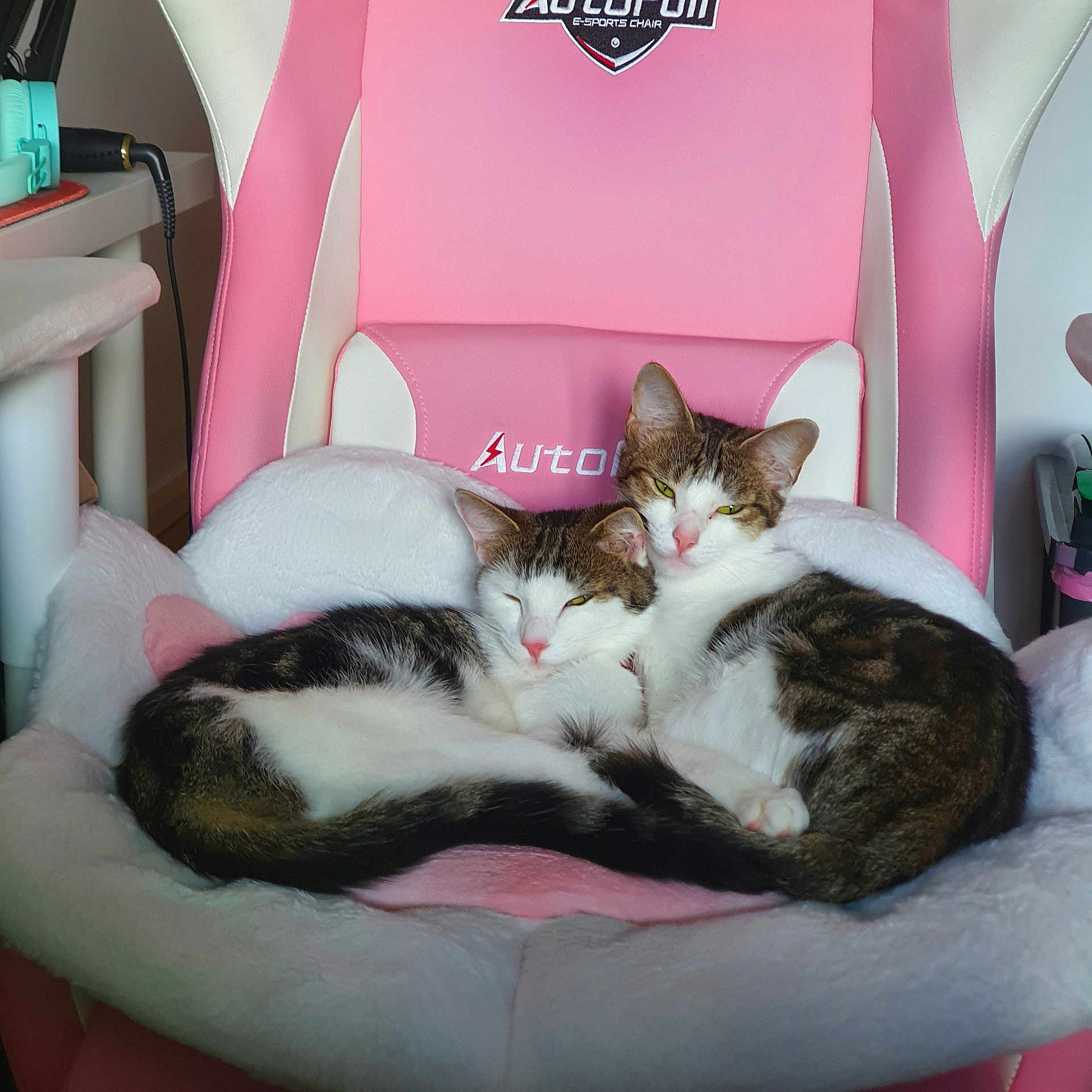 Skittles And Sunny is registered to the contest to win money with this photo: abyssinian, animal, architecture, armchair, car, car_interior, carseat, cat, chair, couch, cushion, furniture, homedecor, kitten, manx, person, pet, sleeping, transportation, vehicle