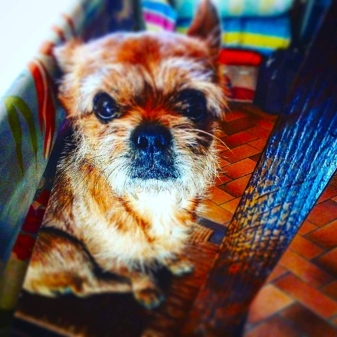 Flypper participe au concours pour gagner de l'argent avec cette photo : canidae, carnivore, city, companion_dog, dog, dog_breed, electric_blue, fawn, fur, liver, pattern, pet_supply, small_terrier, snout, sporting_group, terrestrial_animal, terrier, toy_dog, whiskers, wood