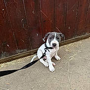 Arley a rejoint le concours — aidez-le/la à gagner de superbes lots ! puppy, dog, leash, sitting, concrete_floor, wooden_wall, black_and_white, pet, young_dog, curious, animal, indoor, collar, cute, small, ears, tail, floor, barn, domestic_animal