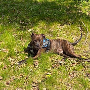 Ti-Roc participe au concours pour gagner de l'argent avec cette photo : alert, animal, brindle, canine, daytime, dog, grass, greenery, leaves, lying_down, nature, outdoor, park, pet, relaxed, security_harness, shade, summer, sunlight, tree