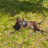 alert, animal, brindle, canine, daytime, dog, grass, greenery, leaves, lying_down, nature, outdoor, park, pet, relaxed, security_harness, shade, summer, sunlight, tree