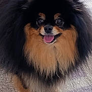 Unica participe au concours pour gagner de l'argent avec cette photo : alert, animal, black_and_tan, carpet, close_up, couch, cute, dog, fluffy, happy, home, indoors, long_hair, pet, portrait, rug, sitting, small_dog, smiling, tongue_out