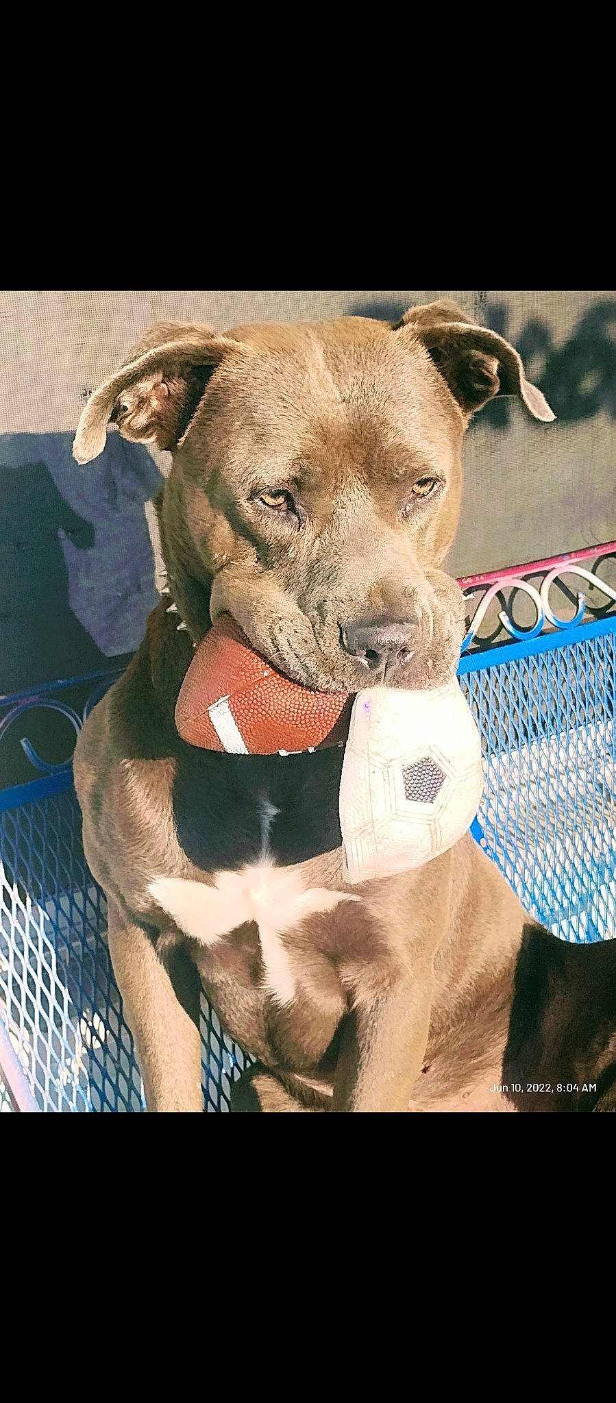 Drako is registered to the contest to win money with this photo: canidae, carnivore, collar, companion_dog, dog, dog_breed, dog_collar, dog_supply, fawn, fur, leash, liver, mesh, non_sporting_group, pet_supply, snout, sporting_group, terrestrial_animal, whiskers, working_animal