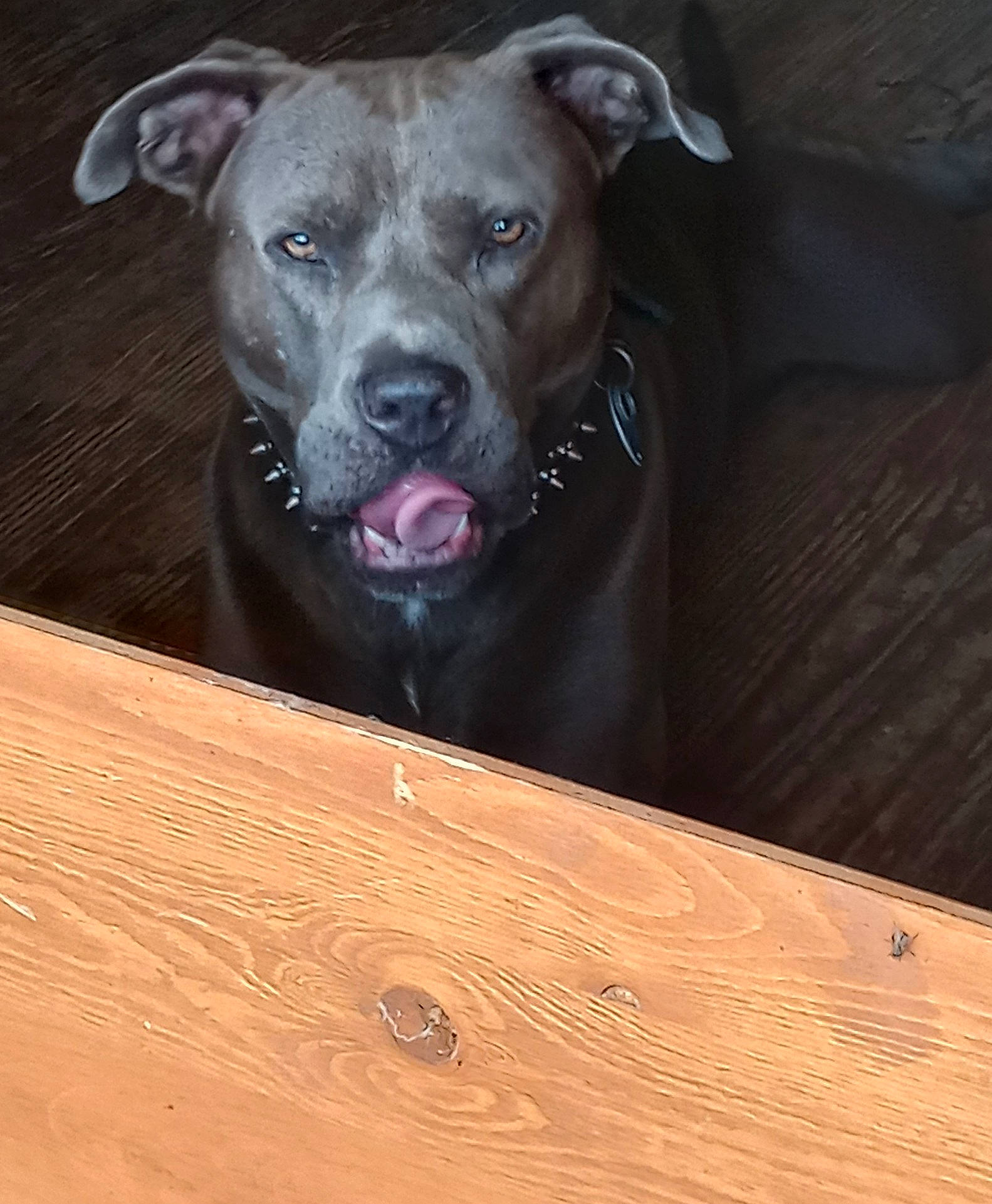 Drako joined the competition — help win amazing prizes! brown, canidae, carnivore, companion_dog, dog, dog_breed, fawn, hardwood, liver, pet_supply, plank, plywood, snout, sporting_group, terrestrial_animal, varnish, whiskers, wood, wood_stain, working_animal