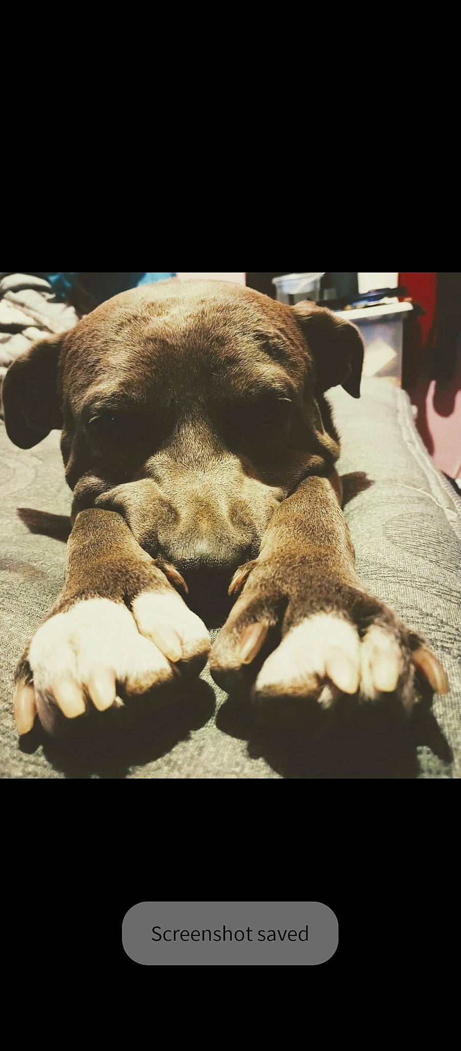 Drako is registered to the contest to win money with this photo: canidae, carnivore, comfort, companion_dog, dog, dog_breed, dog_supply, ear, fawn, fur, gesture, guard_dog, liver, paw, snout, sporting_group, terrestrial_animal, whiskers, working_animal, wrinkle