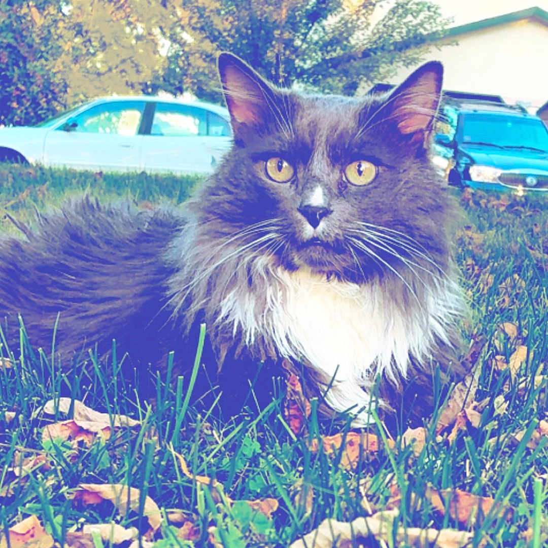 Milo Tobey joined the competition — help win amazing prizes! animal, autumn, car, cat, closeup, daylight, feline, fur, grass, house, leaves, mammal, nature, outdoor, pet, relaxing, suburban, tree, whiskers, yellow_eyes