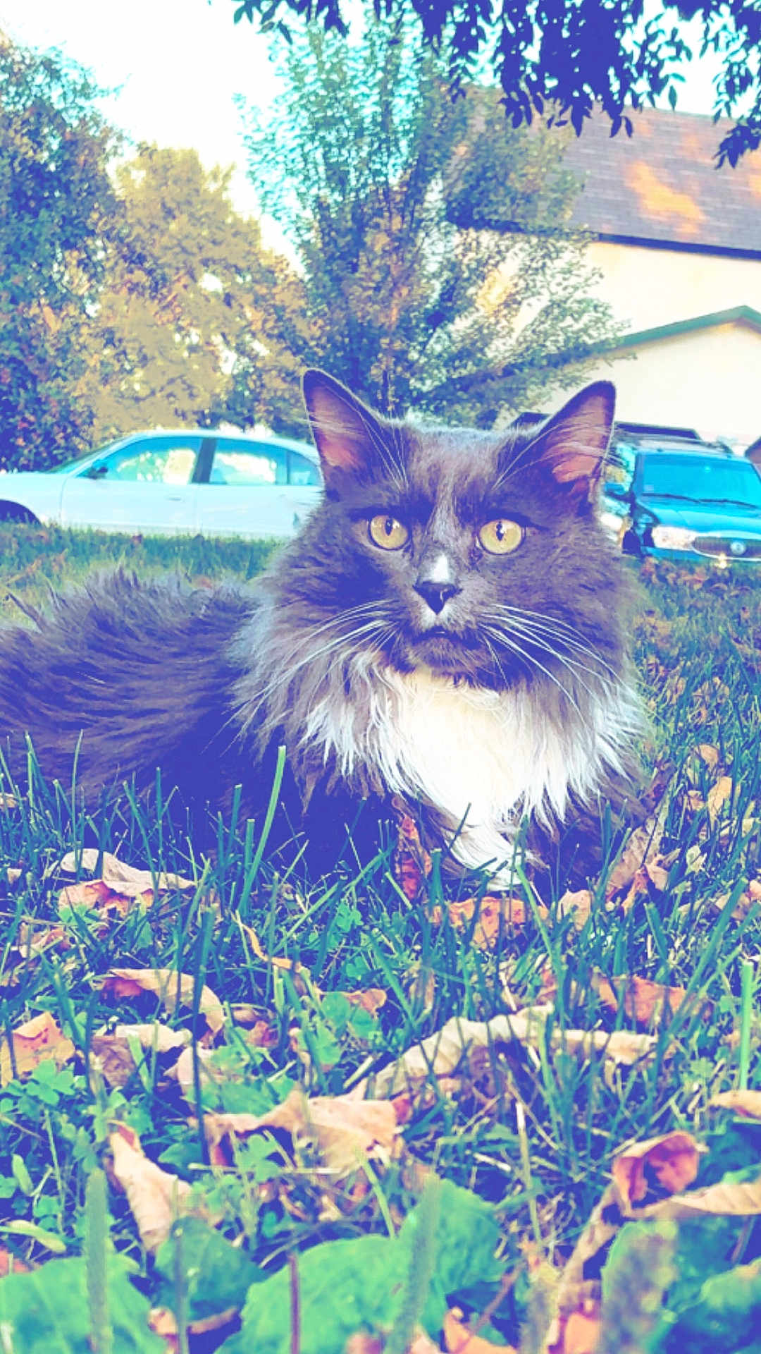 Milo Tobey joined the competition — help win amazing prizes! animal, autumn, car, cat, closeup, daylight, feline, fur, grass, house, leaves, mammal, nature, outdoor, pet, relaxing, suburban, tree, whiskers, yellow_eyes