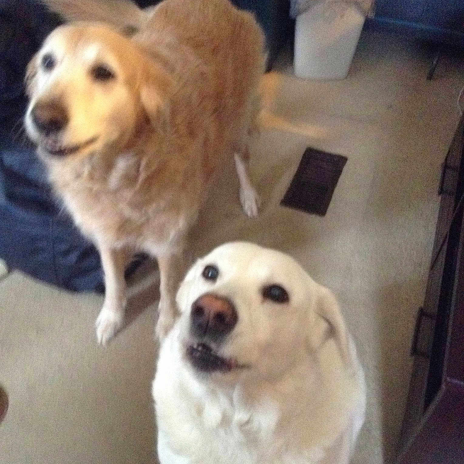 Roxy And Baily