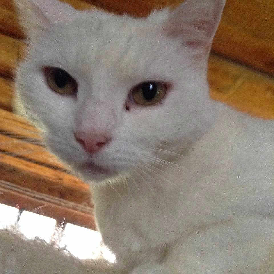Trixie is registered to the contest to win money with this photo: