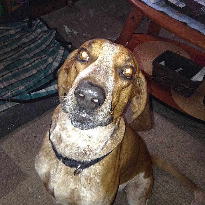 Dan