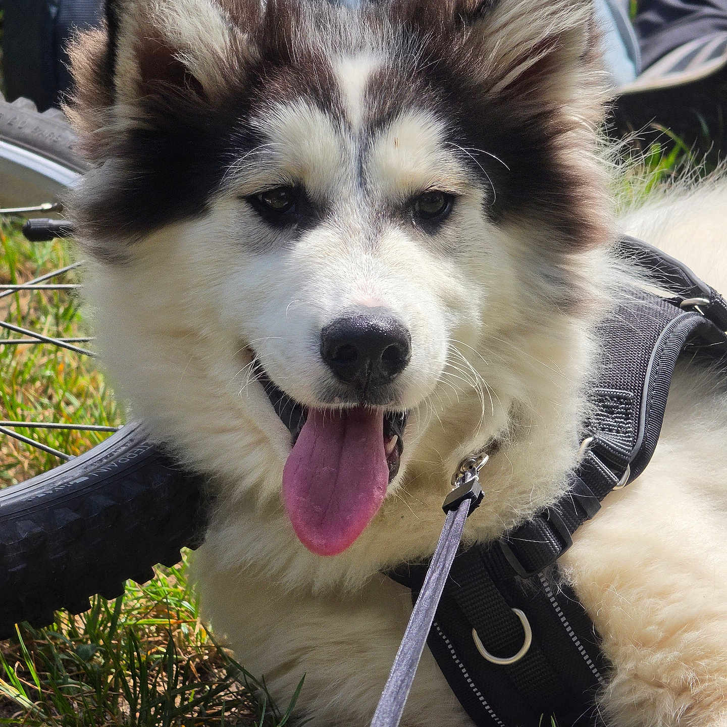 Shiro participe au concours pour gagner de l'argent avec cette photo : dog, animal, outdoor, grass, pet, tongue_out, happy, fluffy, black_and_white, harness, leash, bicycle_tire, backpack, sunlight, nature, canine, close_up, resting, summer, adventure