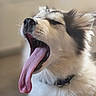 dog, puppy, yawning, tongue, fluffy, indoor, closeup, sleepy, canine, pet, fur, black_nose, ears, collar, animal, cute, mammal, face, mouth, expression