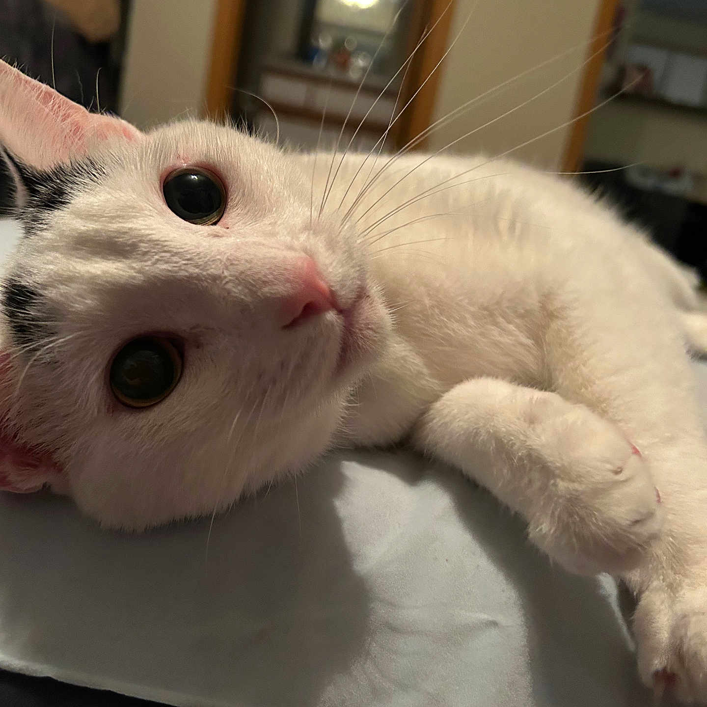 Heonie is registered to the contest to win money with this photo: animal, bed, black_spots, cat, close_up, cozy, curious, domestic, ears, eyes, feline, indoor, lying_down, nose, paw, pet, resting, soft_fur, whiskers, white_cat