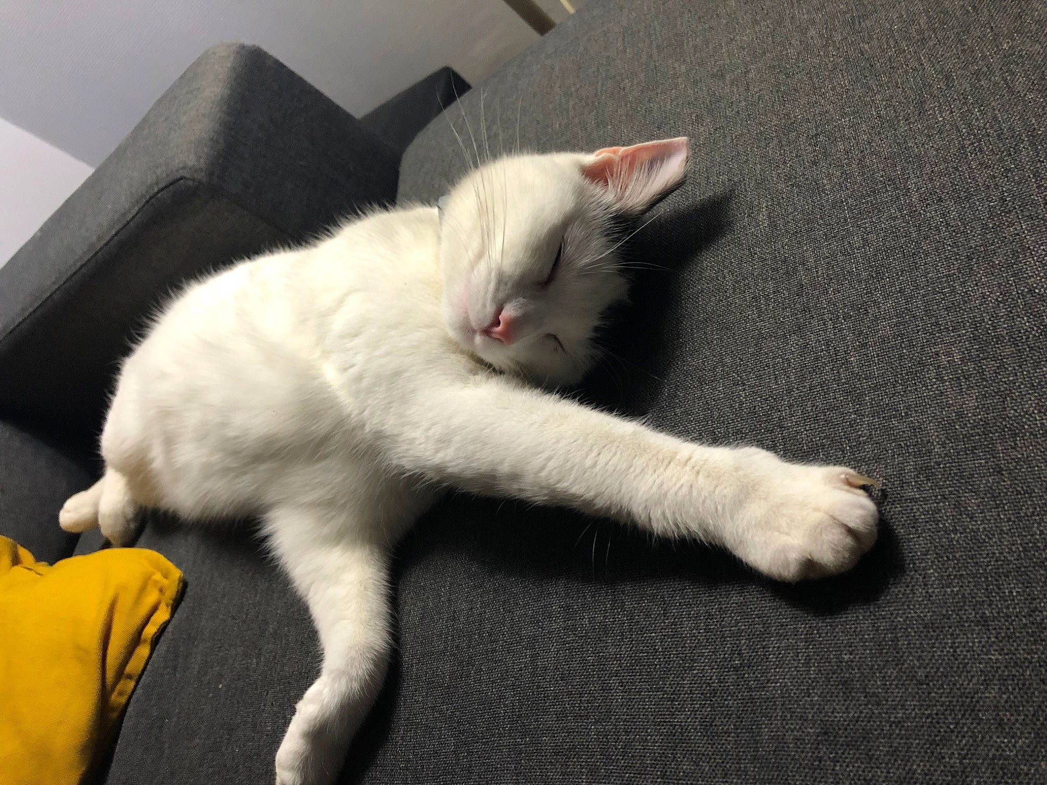 Chausette participe au concours pour gagner de l'argent avec cette photo : carnivore, cat, claw, comfort, domestic_short_haired_cat, felidae, flooring, foot, fur, paw, small_to_medium_sized_cats, snout, tail, whiskers