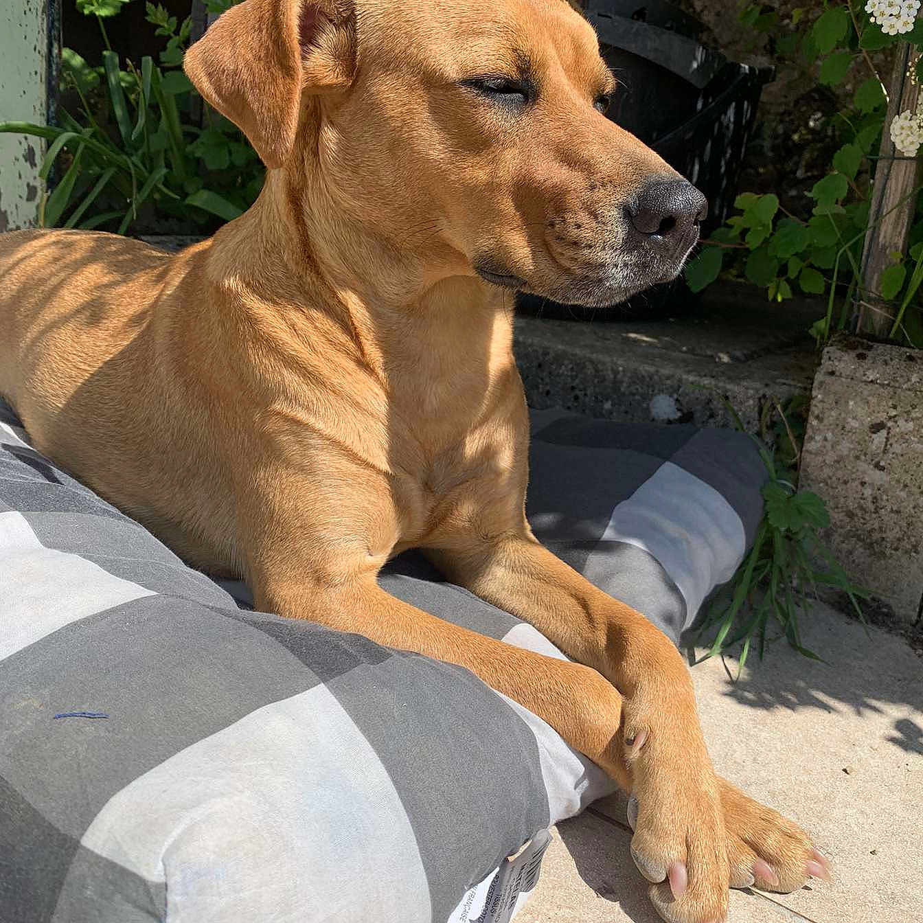 Nala a rejoint le concours — aidez-le/la à gagner de superbes lots ! animal, canine, concrete_floor, crossed_paws, cushion, dog, flowers, garden, nature, outdoor, peaceful, pet, pillow, plants, relaxed, resting, shadow, summer, sunlight, tan_dog