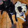 dog, dogs, black_dog, white_dog, black_and_white_dog, pet, canine, animal, indoor, tiled_floor, home, portrait, sitting, lying_down, looking_at_camera, fluffy, long_hair, pointed_ears, social_media, lost_pet_notice