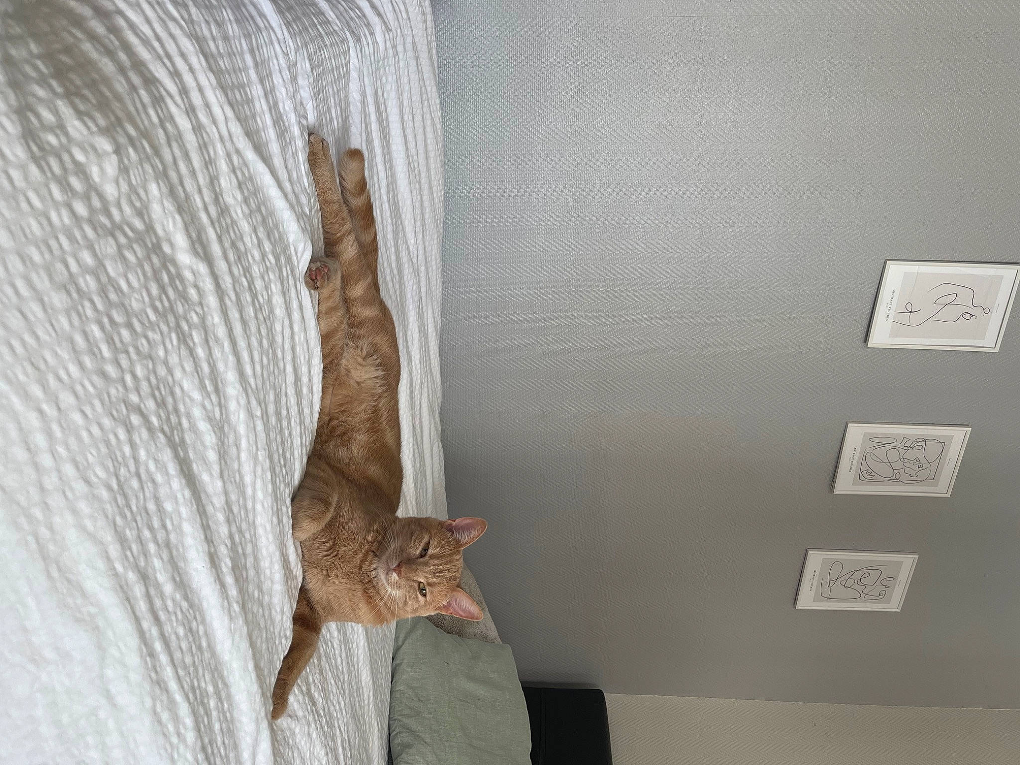 Ronny participe au concours pour gagner de l'argent avec cette photo : art, carnivore, cat, curtain, fawn, feather, felidae, fur, grey, hardwood, linens, plant, small_to_medium_sized_cats, tail, tree, trunk, twig, whiskers, window_covering, wood