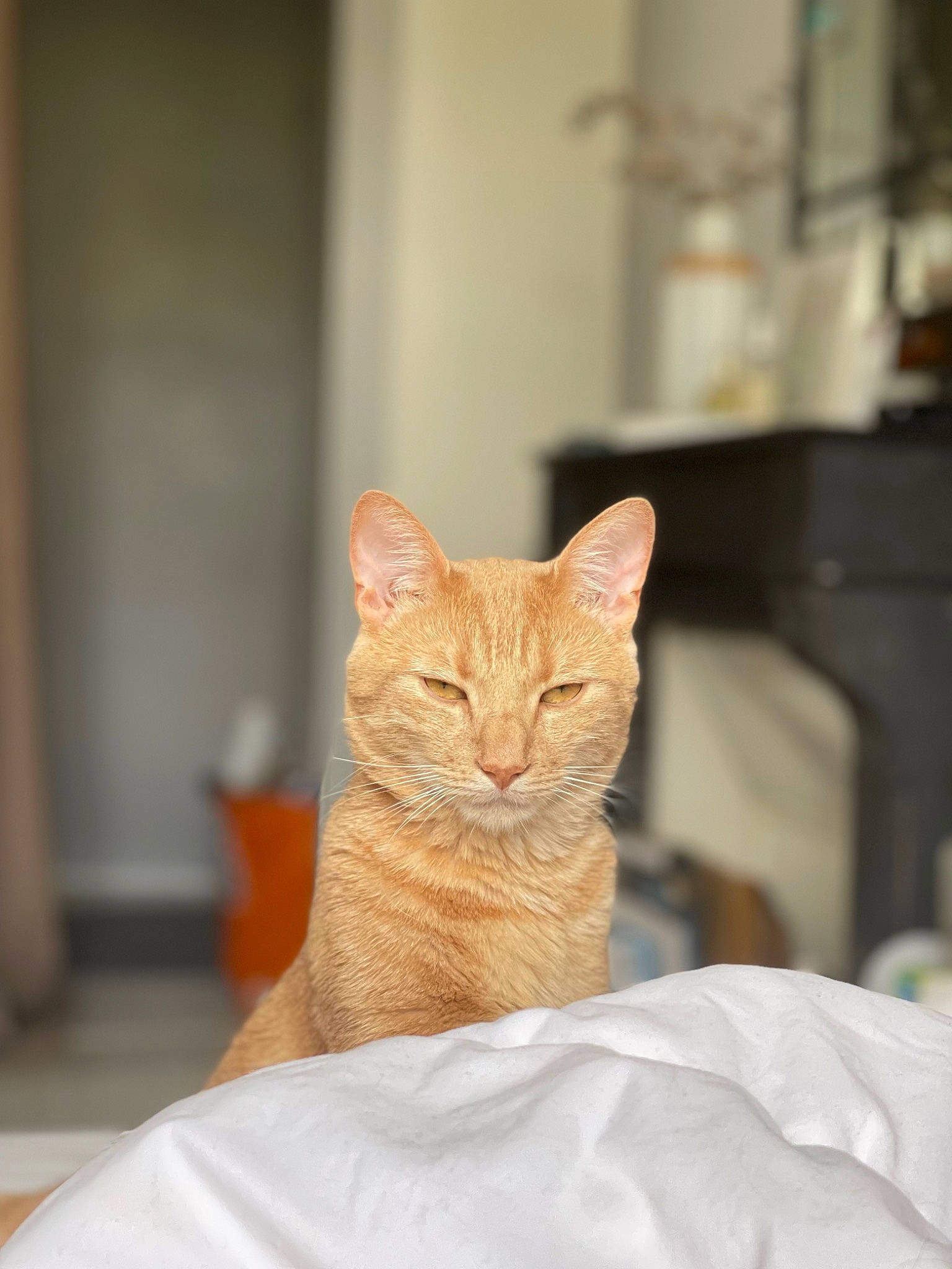 Ronny a rejoint le concours — aidez-le/la à gagner de superbes lots ! carnivore, cat, claw, comfort, domestic_short_haired_cat, fawn, felidae, flooring, fur, room, sitting, small_to_medium_sized_cats, snout, tail, terrestrial_animal, textile, whiskers, wildlife, window, wood