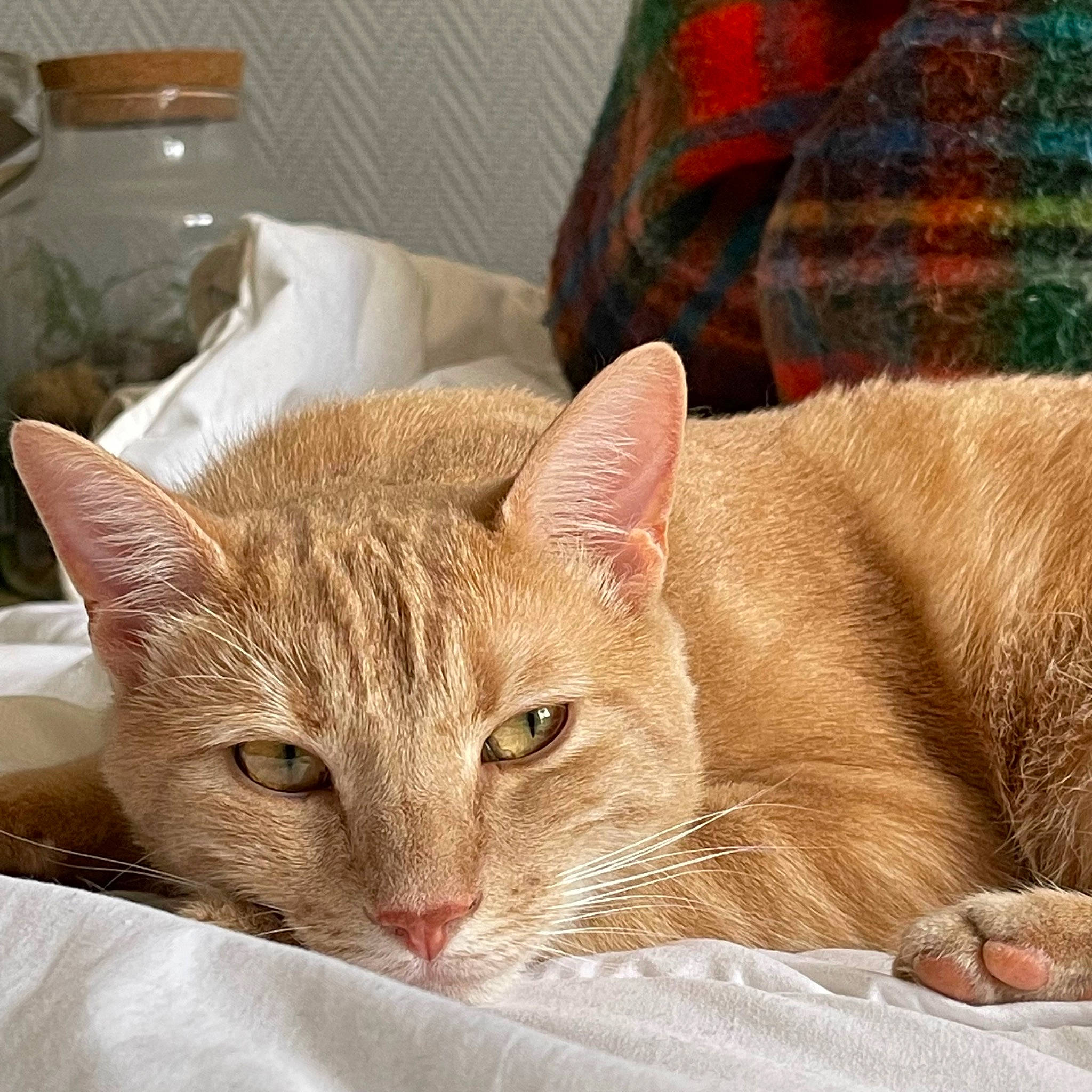 Ronny participe au concours pour gagner de l'argent avec cette photo : carnivore, cat, cat_bed, cat_supply, claw, comfort, domestic_short_haired_cat, fawn, felidae, fur, linens, nap, plaid, small_to_medium_sized_cats, snout, tail, tartan, terrestrial_animal, whiskers, window
